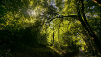 Photo by Danravenellison