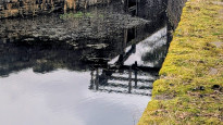 Photo by Neil Summersgill