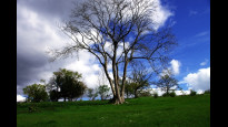 Photo by JohnMyerson
